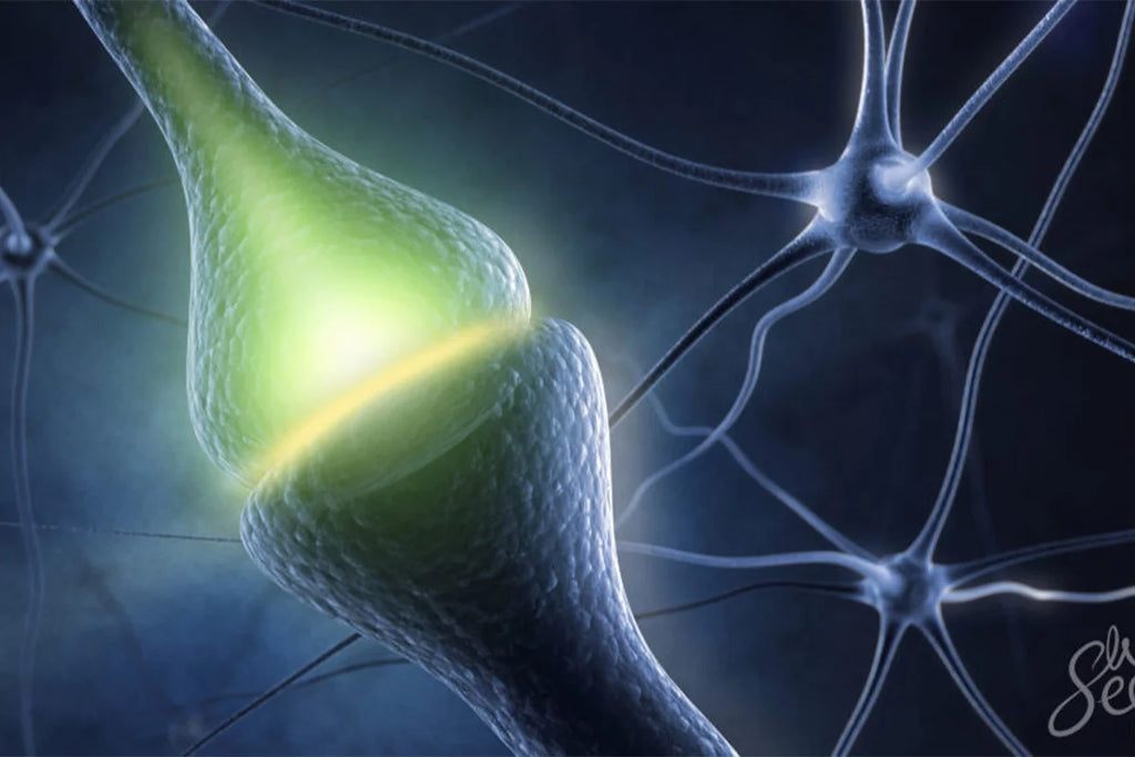 Les cannabinoïdes VS Les endocannabinoïdes