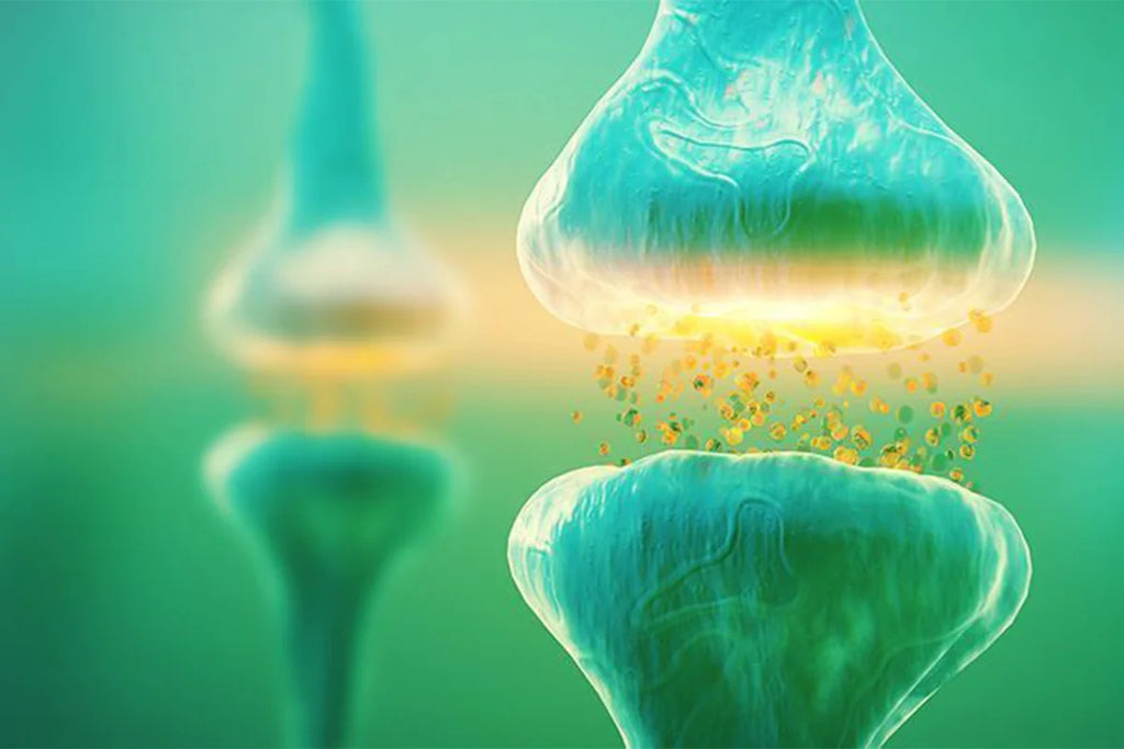Système Endocannabinoïde : L'Équilibre Naturel de Votre Corps